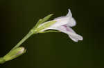 Looseflower waterwillow